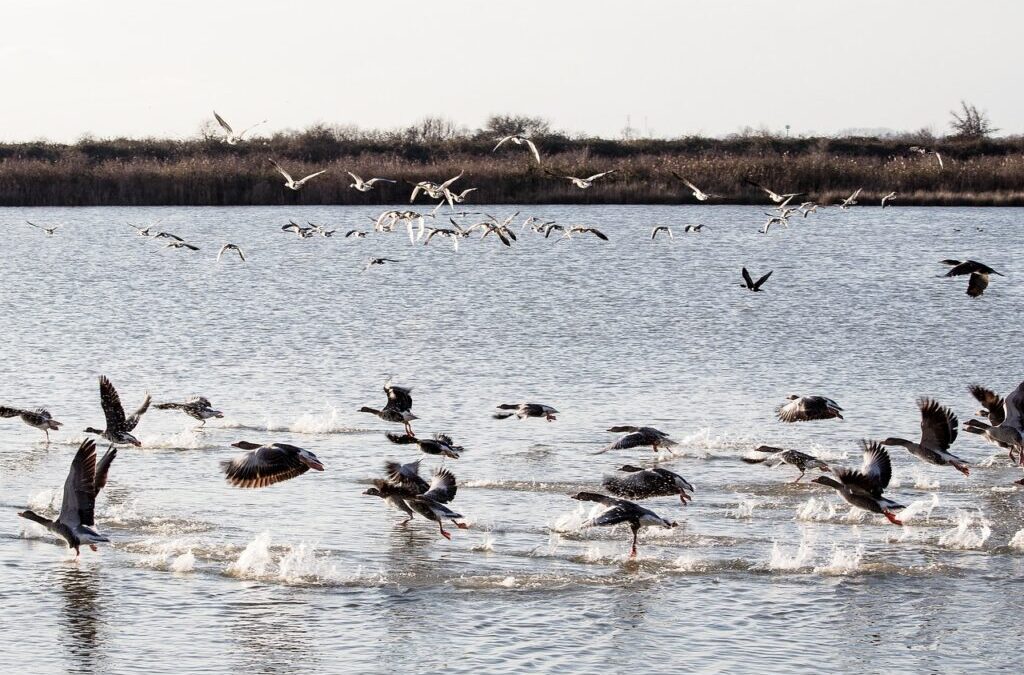 Long-Tail Keywords Related To Laguna Salada Water Supply: Laguna Salada:…