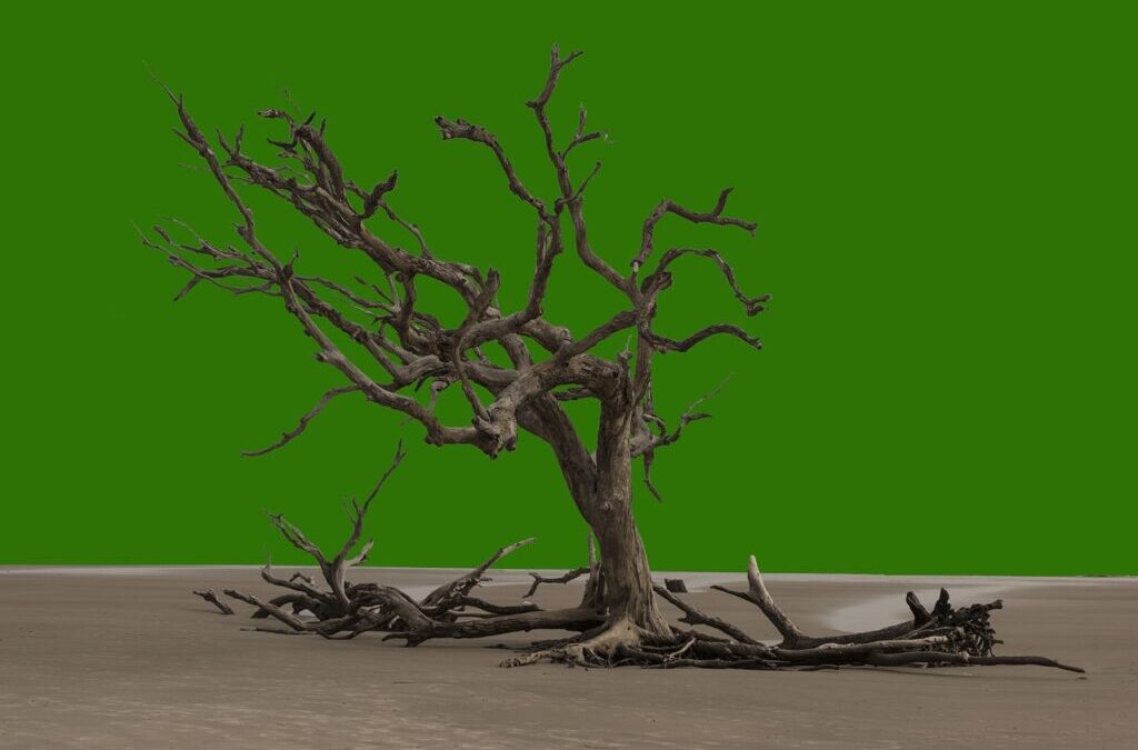 Preventing Lake Drought Naturally: The Hidden Power Of Plants: How…