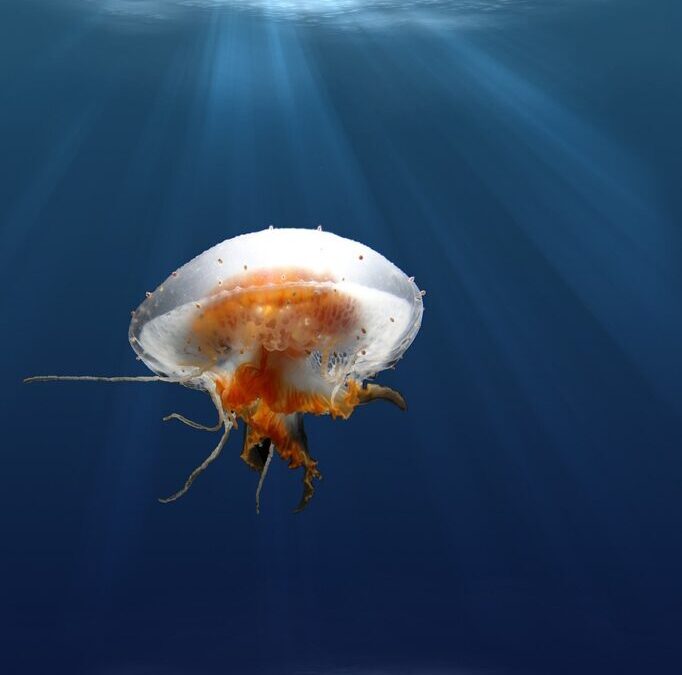 Sea Level Reduction Methods: Saving Our Shores: Can We Stop…