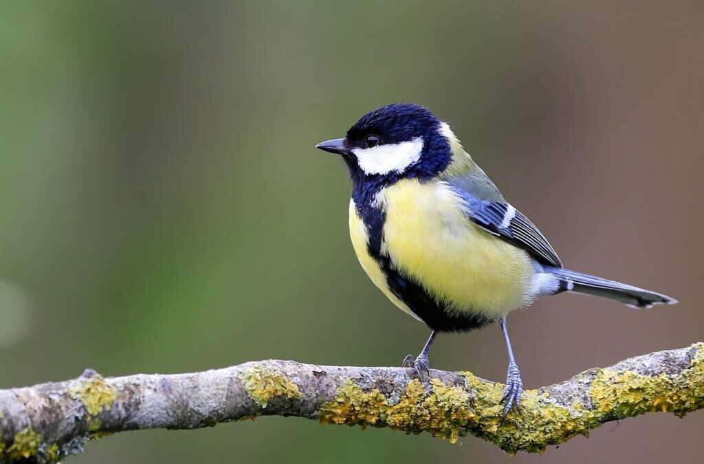 Sustainable Water Management In The Great Basin: The Laguna Salada:…