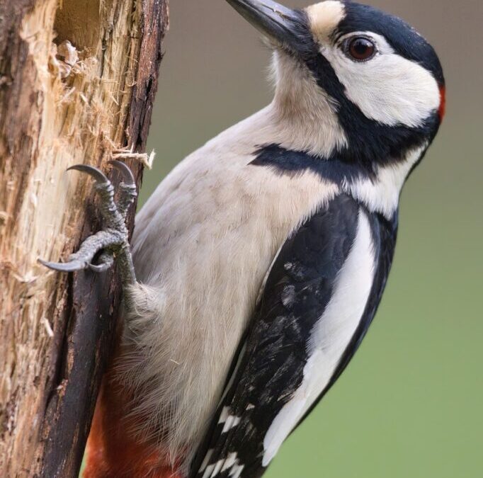 Water Conservation Techniques In The Great Basin | A Desert’s…