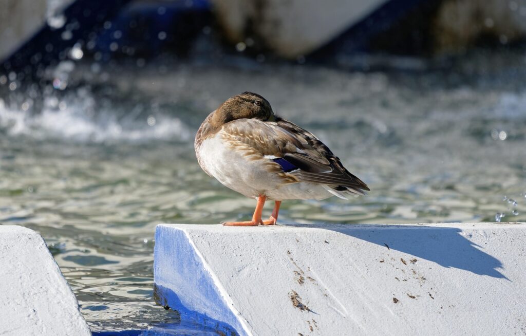 Water Conservation Techniques In The Great Basin ~ A Sea…