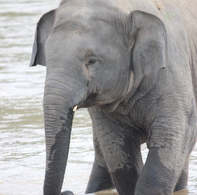 Water Conservation Techniques | The Secret Life Of Trees: How…