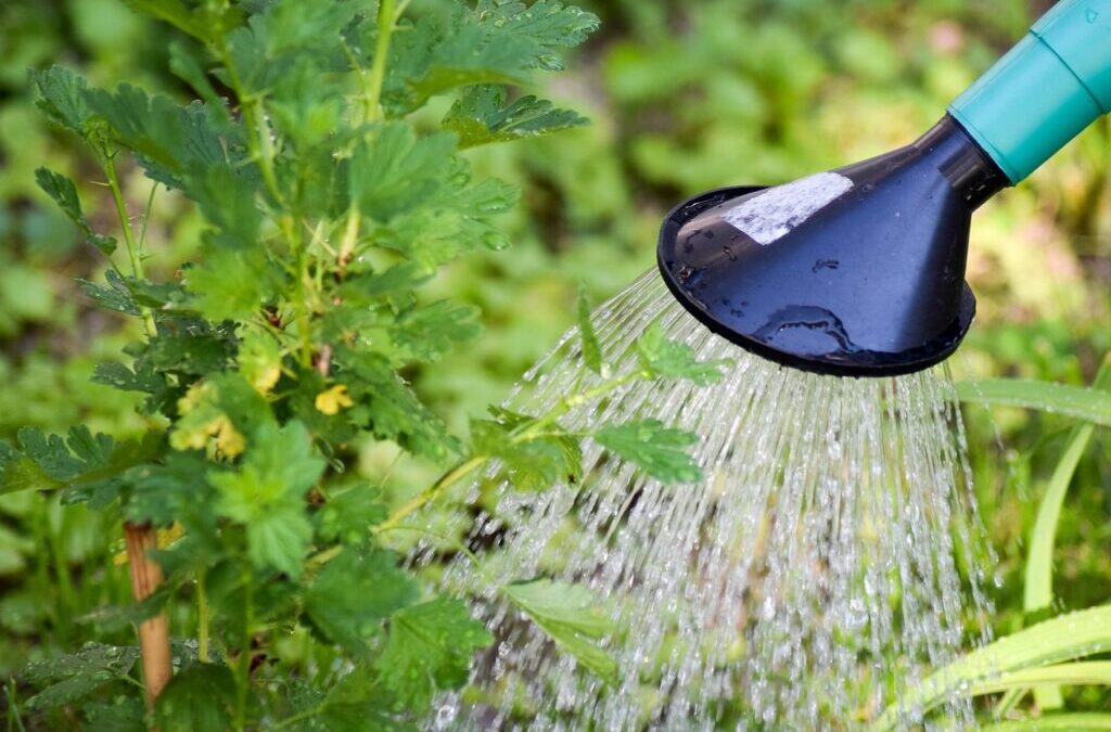 Water-efficient Irrigation Techniques: The Great Salt Lake: A Sea Of…