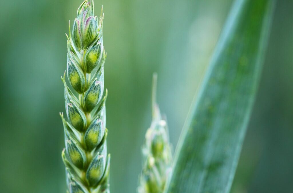 Water Scarcity Solutions For Agriculture » The Great Basin: A…