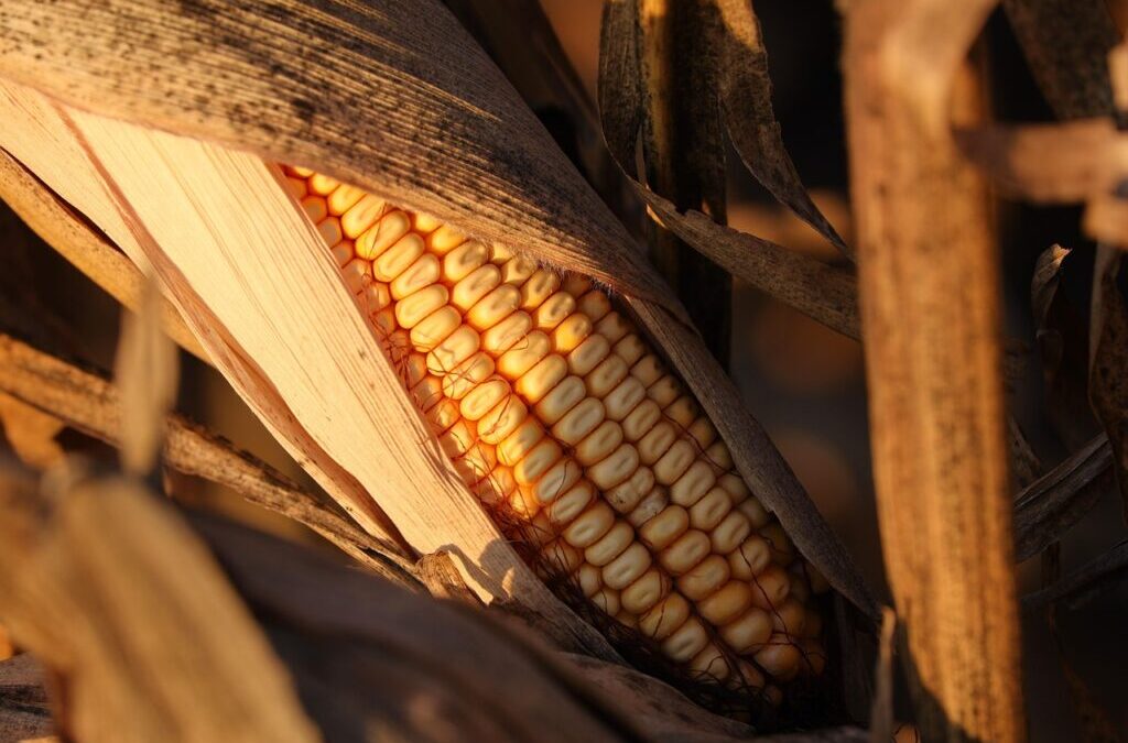 Water Scarcity Solutions For Agriculture / The Great Salt Lake:…