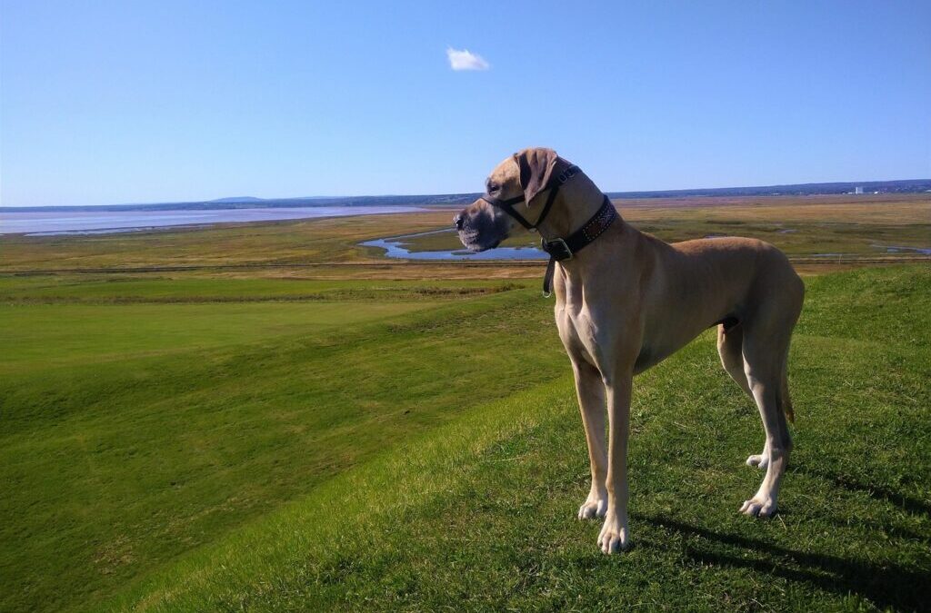 Great Basin Desert: The Laguna Salada: A Desert Oasis Facing…