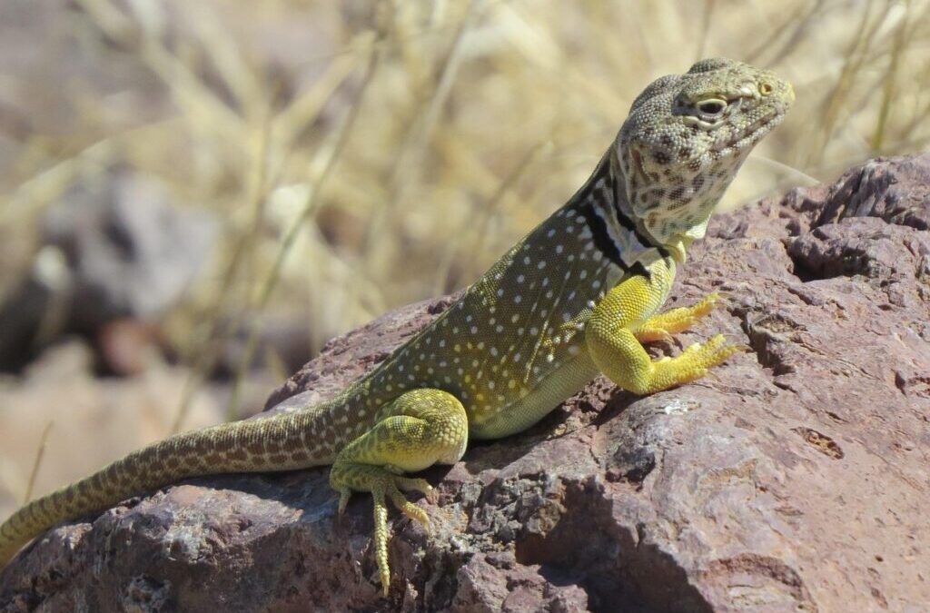 Laguna Salada Mexico | Laguna Salada: A Desert Oasis Facing…