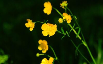 Summarizing The Key Findings Of The UNEP Foresight Brief On…