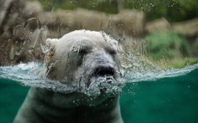 Active Climate Rescue Initiative | The Amazing Journey Of Water…