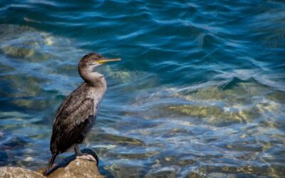 Climate Resilience Strategies For The Great Basin: The Laguna Salada’s…