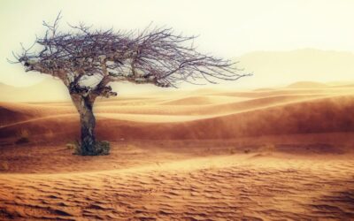 Community-driven Climate Rescue Efforts: Colorado’s Climate Champions: How Communities Are…