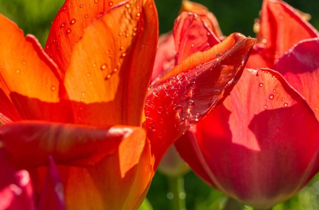 Cost-effective Irrigation Water Management | The Great Salt Lake: A…