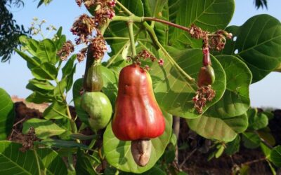 Crop Shifting And Drought-resistant Crops: The Great Salt Lake: A…