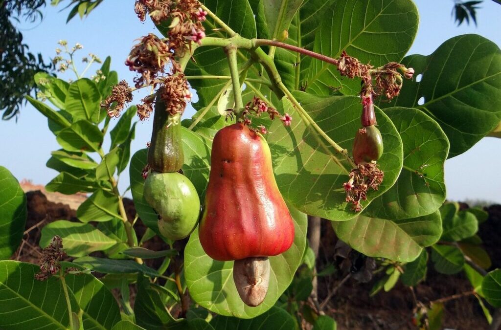 Crop Shifting And Drought-resistant Crops: The Great Salt Lake: A…