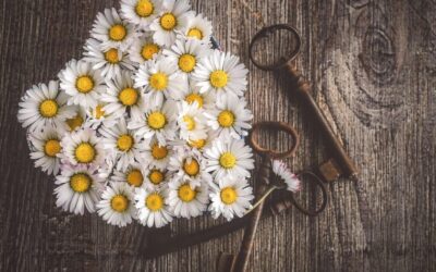 Drip Irrigation Solutions For Gardens / The Great Salt Lake:…