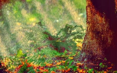 Drip Irrigation Solutions For Gardens – The Great Basin’s Thirsty…