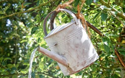 Drip Irrigation Solutions For Gardens / The Great Salt Lake:…