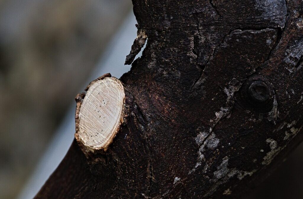 Drought, | South Dakota’s Dry Spell: Understanding Drought TL;DR: South…