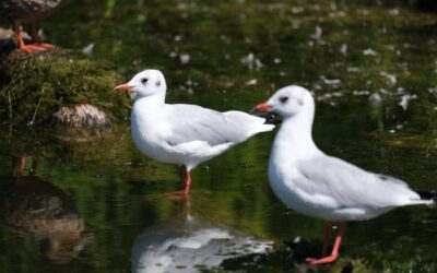 Effective Water Conservation Techniques » The Great Salt Lake: A…