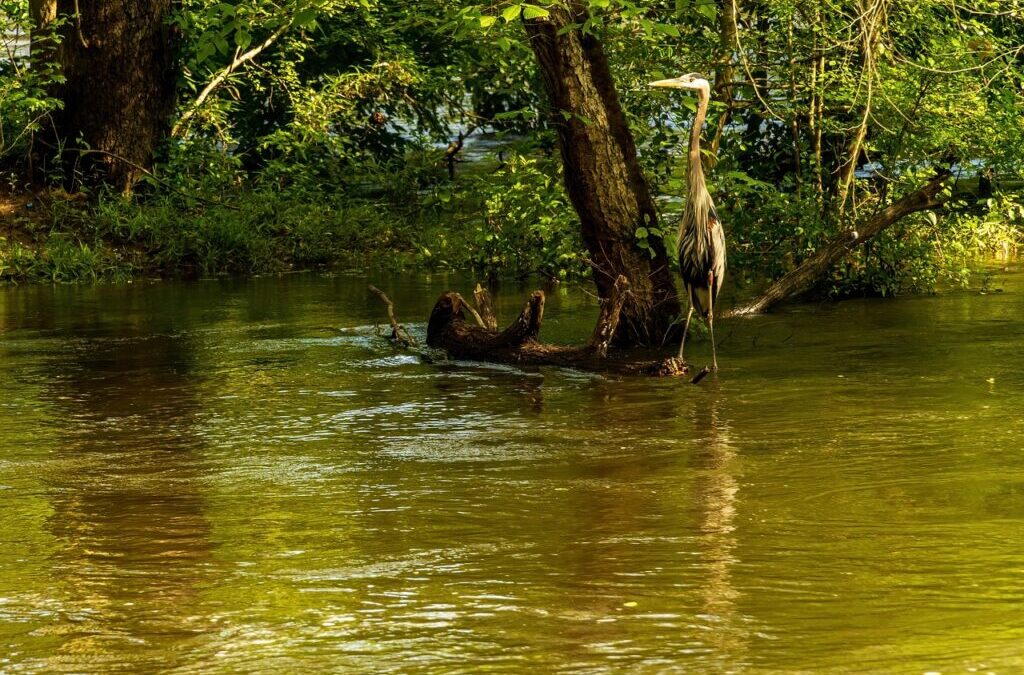Effective Water Conservation Techniques: Thirsty Land: The Great Basin’s Water…