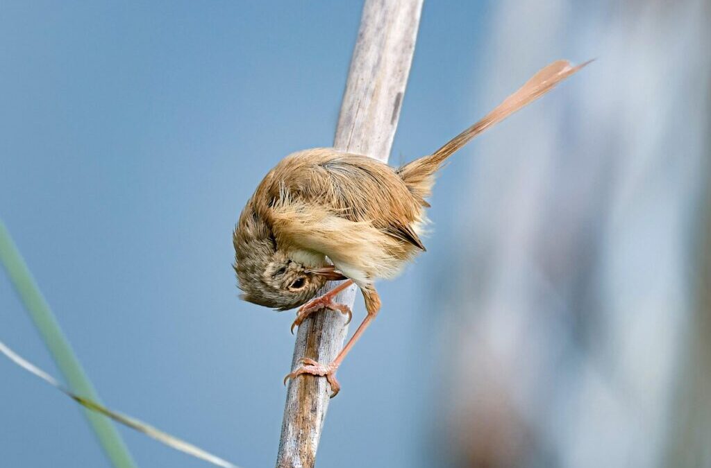 Effects On Local Wildlife And Ecosystems: The Great Salt Lake:…