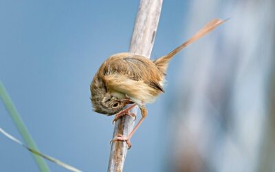 Effects On Local Wildlife And Ecosystems: The Great Salt Lake:…