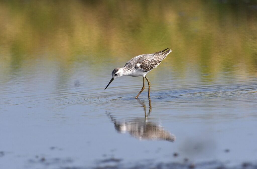 Energy-efficient Water Moving Systems – Saving Water And Our Planet:…