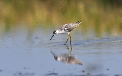 Energy-efficient Water Moving Systems – Saving Water And Our Planet:…