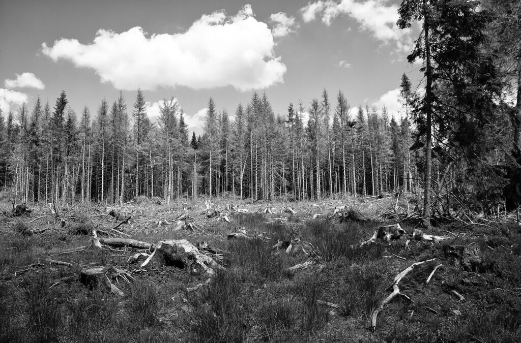 Environmental And Economic Impacts » The Great Salt Lake: A…