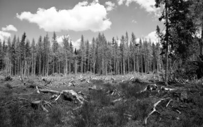 Environmental And Economic Impacts » The Great Salt Lake: A…