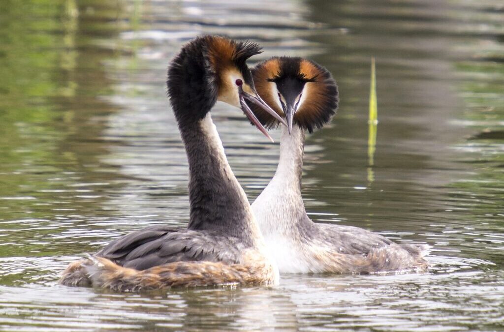 Great Basin – Water Cycle Solutions ~ The Great Basin:…