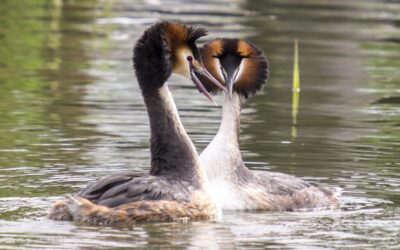 Great Basin – Water Cycle Solutions ~ The Great Basin:…