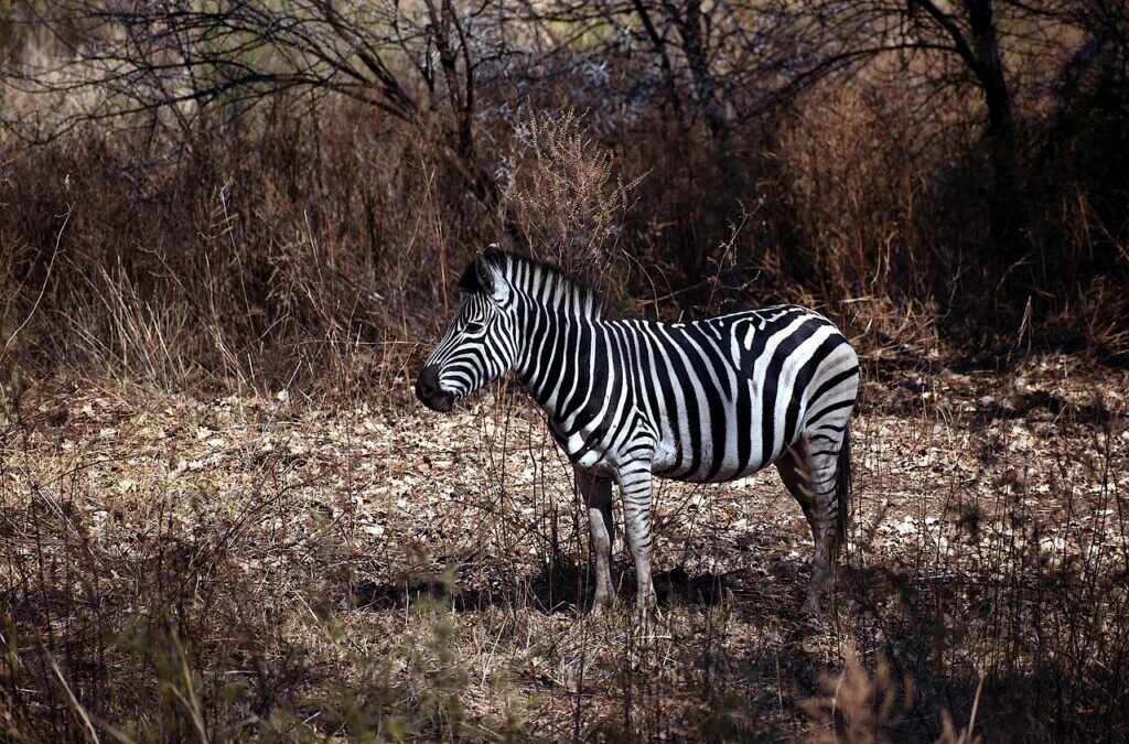Great Basin – Water Cycle Solutions – 💦 The Great…