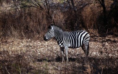 Great Basin – Water Cycle Solutions – 💦 The Great…