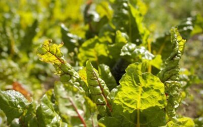 “Great Basin Climate Change Impact” » The Great Basin: A…