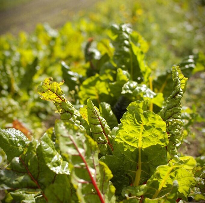 “Great Basin Climate Change Impact” » The Great Basin: A…