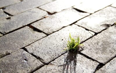 “Great Basin Community Education Programs” / The Great Basin’s Water…