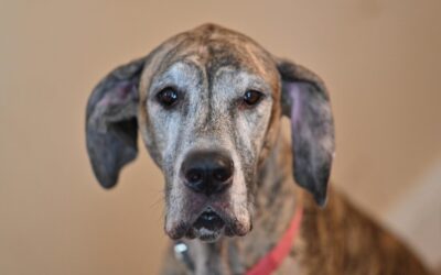 Great Basin Hydrology | The Laguna Salada: A Desert Oasis…