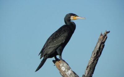 Great Basin Hydrology | Saving The Laguna Salada: A Journey…