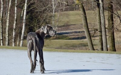 Great Basin Hydrology » The Laguna Salada: A Desert Oasis…