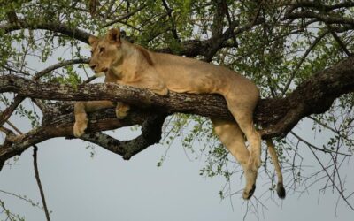 “Great Basin Water Conservation Methods”: The Great Basin: A Thirsty…