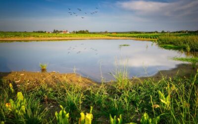 “Great Basin Water Cycle Explanation”: A Thirsty Land: Understanding The…