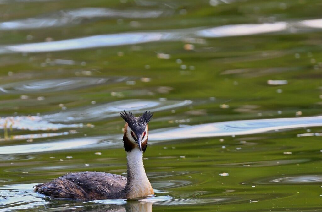 Great Basin Water Cycle: The Laguna Salada: A Water Story…