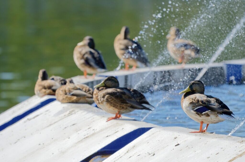Great Basin Water Cycle: The Laguna Salada: A Desert Oasis…