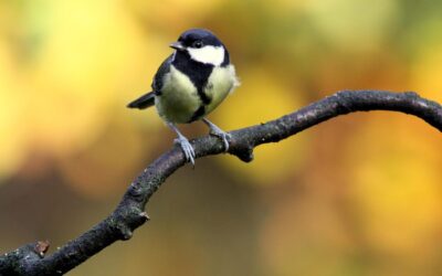 Great Basin Water Cycle / The Laguna Salada’s Watery Journey:…