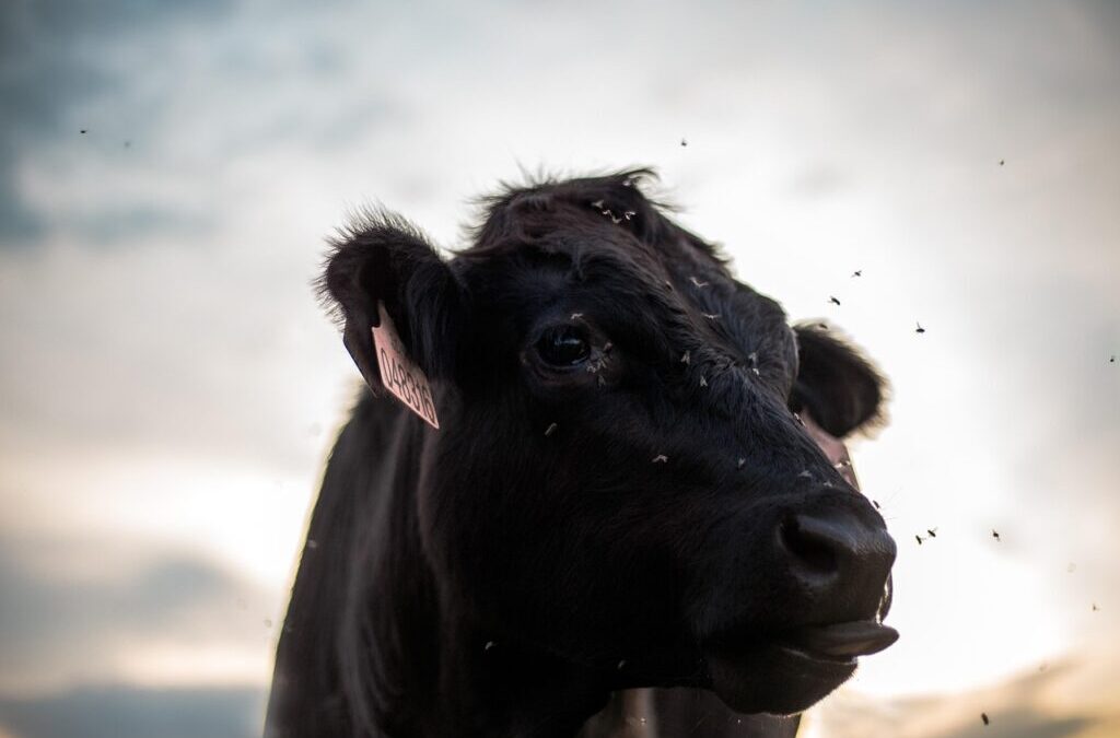 “Great Basin Water Rights Issues” / The Great Basin’s Thirsty…