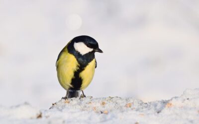 “Great Basin Water Rights Issues” » Thirsty Land: The Great…