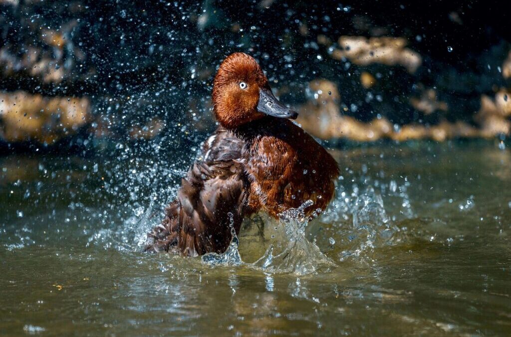 Great Salt Lake Water Level Sustainability ~ The Great Salt…