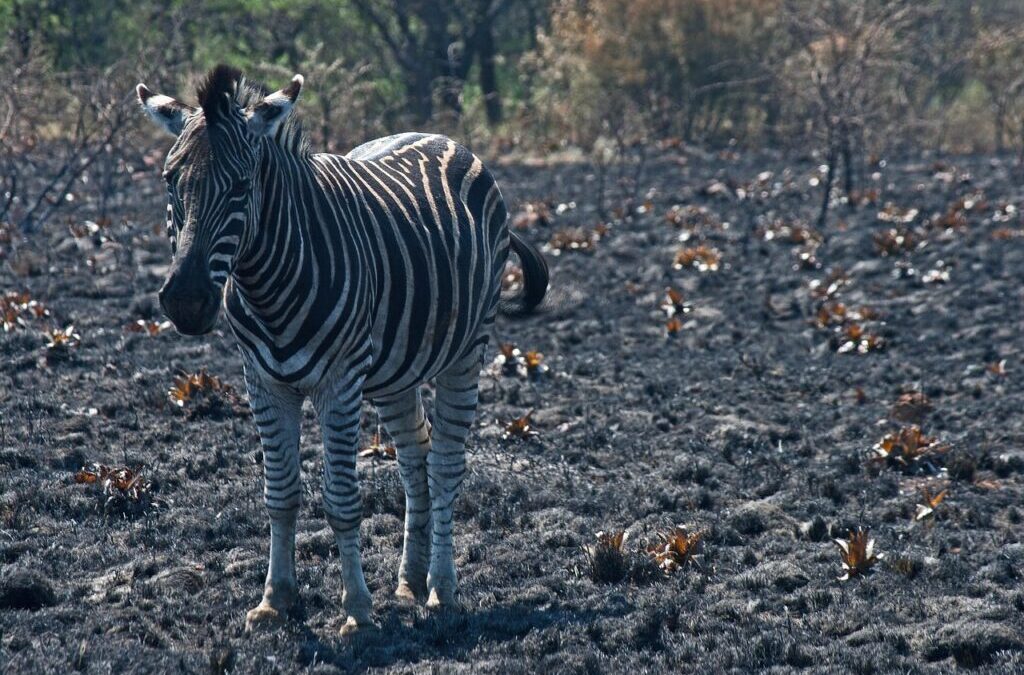 Great Salt Lake Water Levels (1985 Vs 2022) / The…